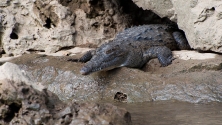 Rio Grijalva (Krokodil)