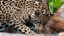 Jaguar im Belize-Zoo